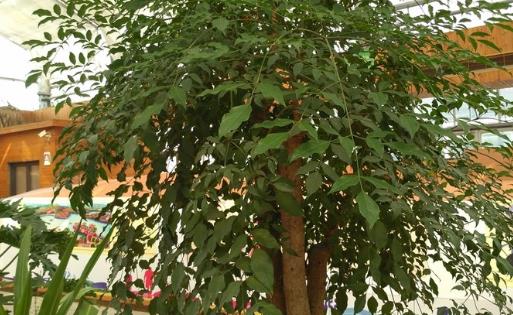 家庭養花:幸福樹的冬季養護