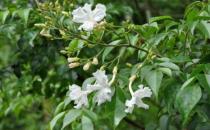 ?家庭養花 幸福樹的養護及葉子變黃解決辦法