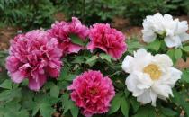 ?讓盆栽牡丹安全度夏 夏季管理應做好三防