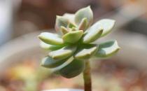 ?養護嬌憨可愛的肉肉植物們 肉肉護理方法大全