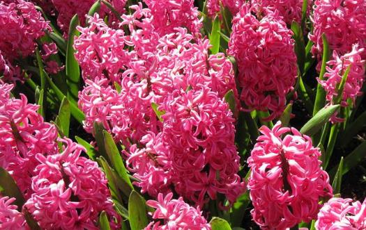 學花市選花技巧 助家庭養花