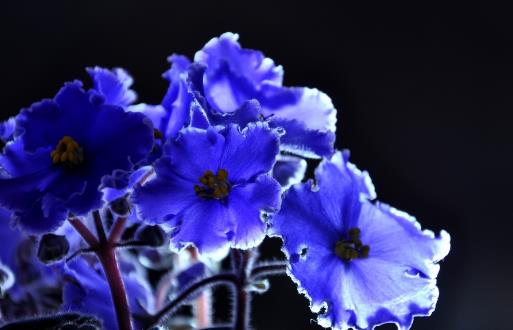 將紫羅蘭栽培到家中 紫羅蘭的養殖方法