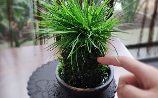 植物栽種之前給土壤進行消毒 家庭養花土壤消毒的方法