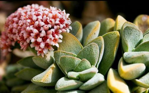 植物栽種之前給土壤進行消毒 家庭養花土壤消毒的方法
