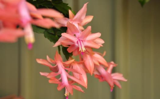 在家想養(yǎng)花就選這3種 開花長達(dá)100天