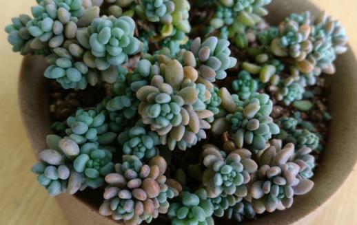 多肉十大美人系列 胖成球的最好看