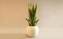 ?家里有異味 養這些不太起眼還能凈化空氣的綠色植物