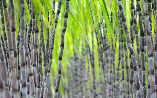 甘蔗的營養價值 甘蔗食療作用及不適宜食用人群