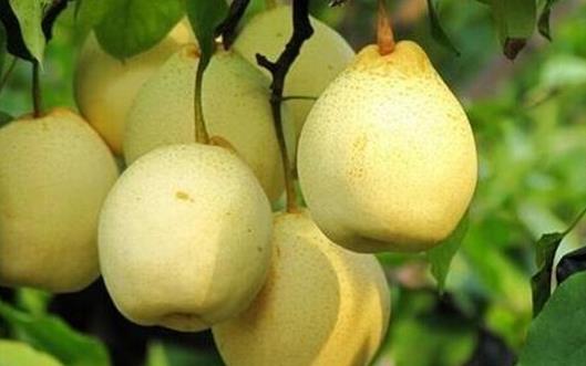 水果有很高的營養 盤點清熱解毒的水果