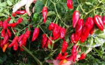 日常生活中常見的傷腎食物 想腎健康就遠離傷腎行為