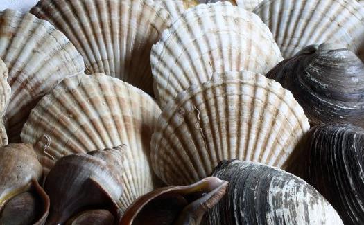 恢復免疫力超強的食物 增強免疫力必吃 　