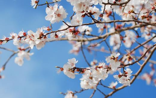 春天養(yǎng)肝護(hù)肝最好的季節(jié) 要想養(yǎng)肝避免這種傷肝行為
