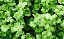 春天養生宜注重升陽疏肝和醒脾 香字輩食物來滿足