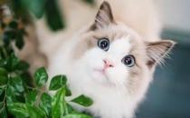 貓毛柔順光滑代表健康 布偶貓對毛發(fā)好的飲食百科  