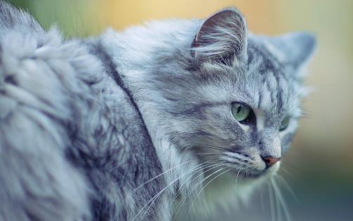 經常讓貓咪誤會的幾個動作，寵主經常做，卻不知這樣很傷