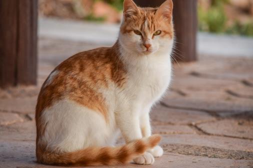 經常讓貓咪誤會的幾個動作，寵主經常做，卻不知這樣很傷