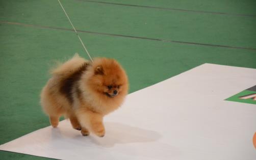 不同的狗狗品種,匹配不同的鏟屎官,性格相同才最合適