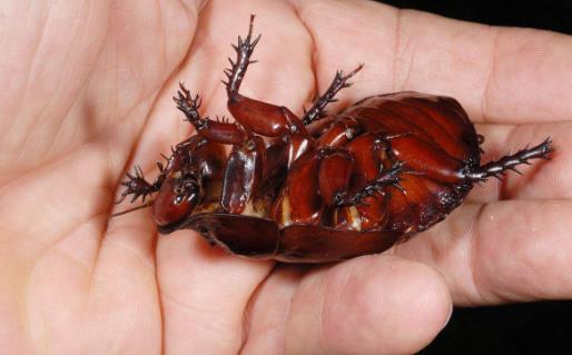 【家庭必備】那些欺騙人多年的小知識是時候澄清真相了!