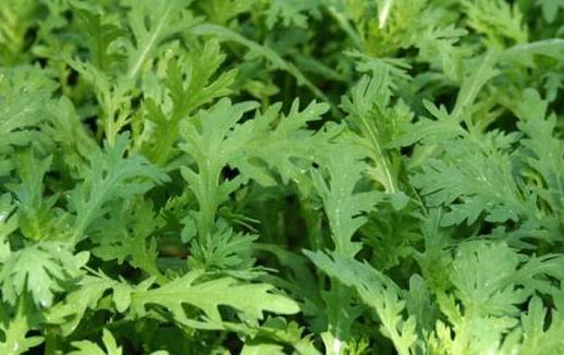 初春時(shí)節(jié)肝火旺盛 肝火旺的食療方法