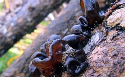 手足冰涼腎臟不好 關于腎臟的飲食調理