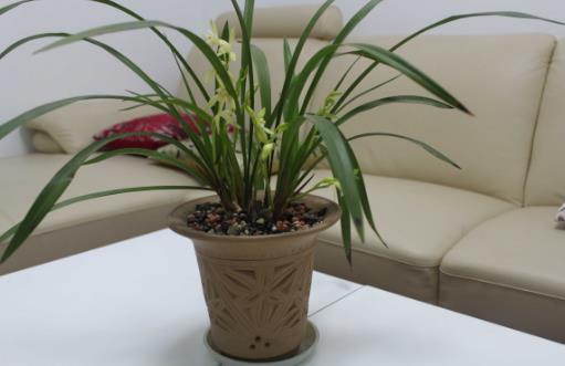 溫度高,蘭花“問題”多,葉子“干尖”怎么辦,這5點(diǎn)要做