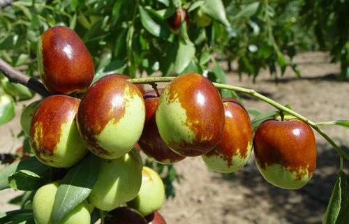 棗子的營養(yǎng)價值 食用棗子的禁忌