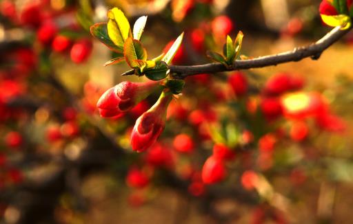 哪種花最好養?6種花,耐干旱、好養活,開花還美艷