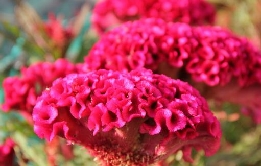 哪種花最好養?6種花,耐干旱、好養活,開花還美艷