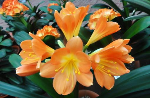 室內(nèi)養(yǎng)“君子蘭”,七八月“講究”多,“4件事”堅決別做