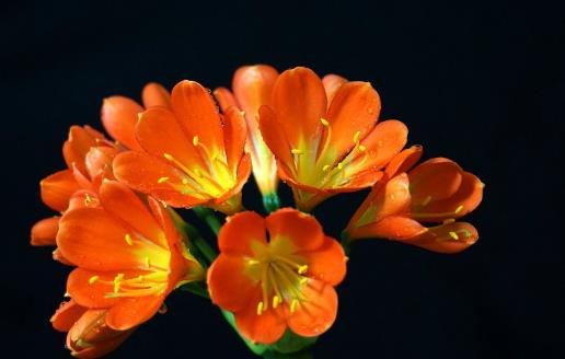 室內(nèi)養(yǎng)“君子蘭”,七八月“講究”多,“4件事”堅決別做