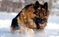 ?猛犬中的假貨揭秘 猛犬中的三大護衛巨頭