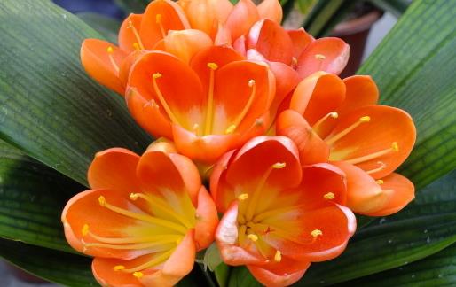 君子蘭養得好,9點“注意事項”,都做到不信養不好!