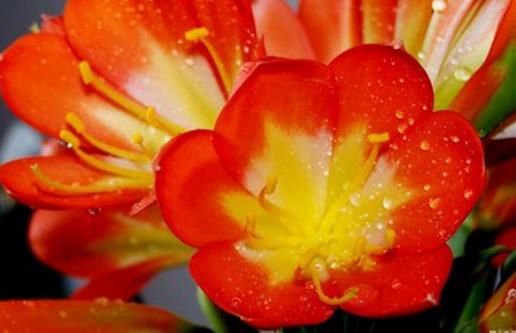 君子蘭養得好,9點“注意事項”,都做到不信養不好!