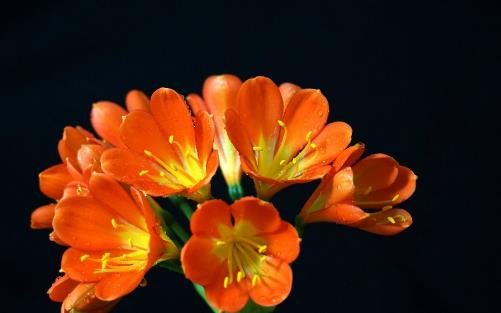 君子蘭養得好,9點“注意事項”,都做到不信養不好!