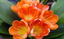 ?君子蘭想養得好的注意事項盤點 都做到不信養不好