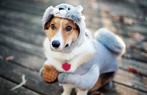 狗狗并不總是想喜歡被撫摸,在這三個(gè)場(chǎng)合,碰一下它都會(huì)發(fā)怒!