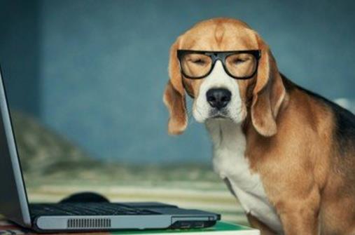 狗狗并不總是想喜歡被撫摸,在這三個(gè)場(chǎng)合,碰一下它都會(huì)發(fā)怒!