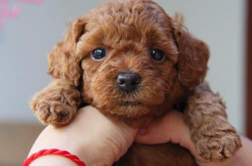 狗狗并不總是想喜歡被撫摸,在這三個(gè)場(chǎng)合,碰一下它都會(huì)發(fā)怒!