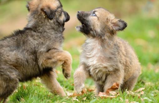 狗狗并不總是想喜歡被撫摸,在這三個(gè)場(chǎng)合,碰一下它都會(huì)發(fā)怒!