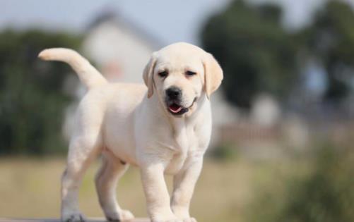 鏟屎官?zèng)]有留意到的小細(xì)節(jié)，讓狗狗倍感難受的同時(shí)，還容