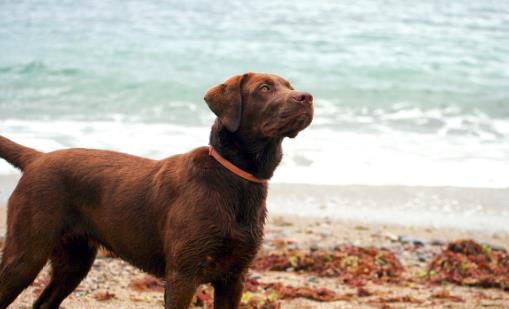 【拉布拉多犬AKC標準】