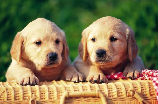 狗狗多大開始訓練?基礎訓練三個月開始