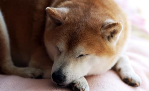 狗狗多大開始訓練?基礎訓練三個月開始