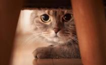 ?貓咪被被嚇著鏟屎官別坐視不管 要學會正確安撫方式