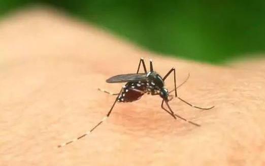 花露水不能驅蟑螂 花露水的主要作用