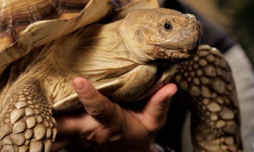 烏龜還有這樣幾個冷知識,你聽說過嗎