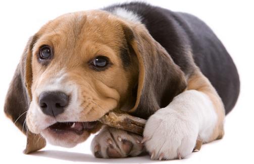 如何訓狗?訓練狗狗需要正確的方法和耐心