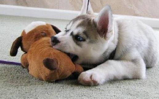 如何訓狗?訓練狗狗需要正確的方法和耐心