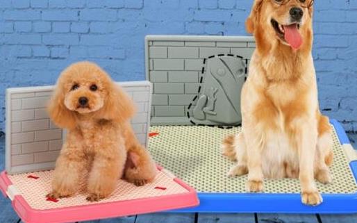 如何訓狗?訓練狗狗需要正確的方法和耐心