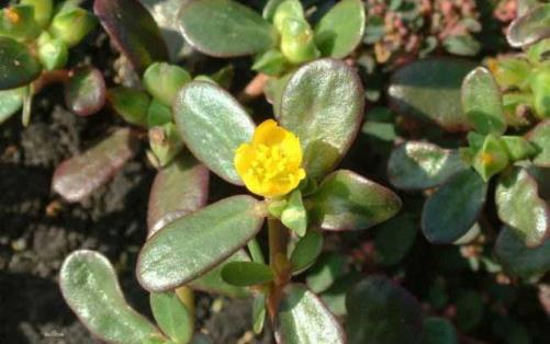 野菜純天然有營養,你知道怎么吃嗎